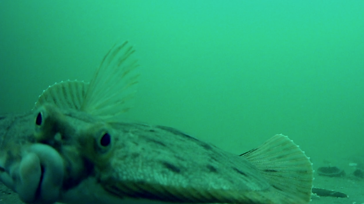 The Fascinating Flounder My Fishing Cape Cod