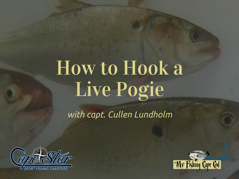 How To Hook A Live Pogie  With Captain Cullen Lundholm