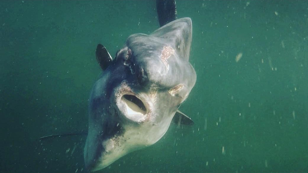 Ocean Sunfish (Mola molas) In The Cape Cod Canal - My Fishing Cape Cod