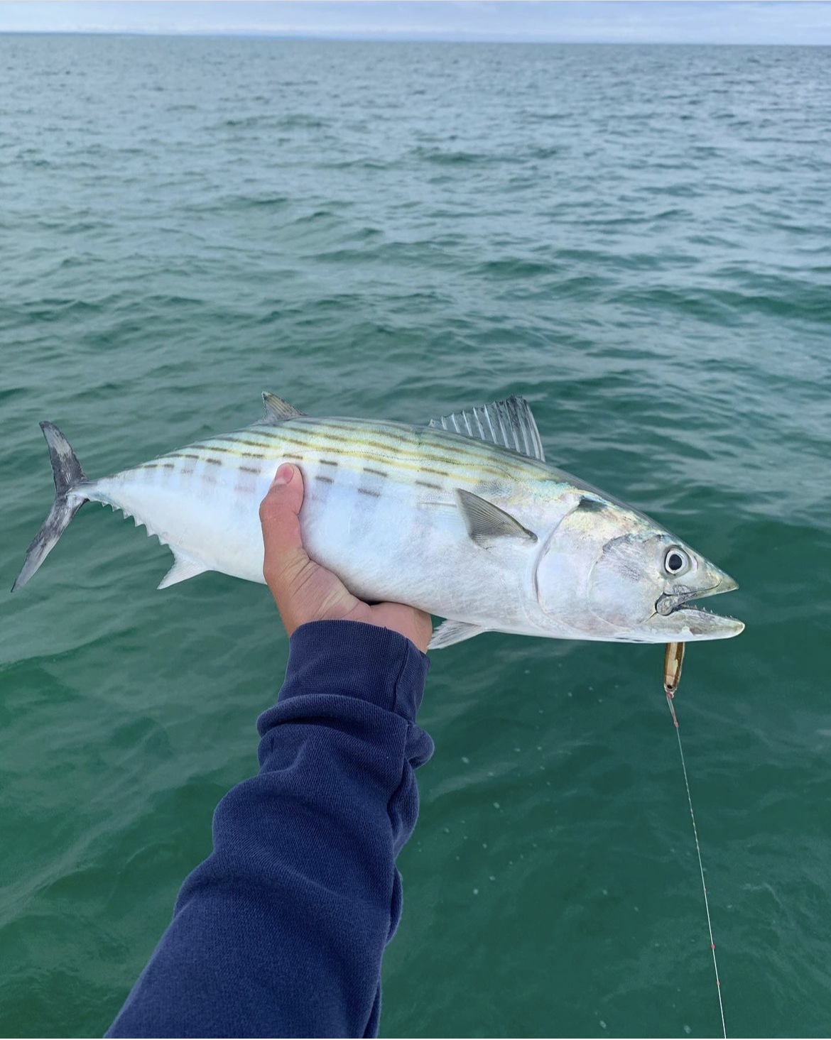 Get Ready for Late Summer Bonito! - My Fishing Cape Cod