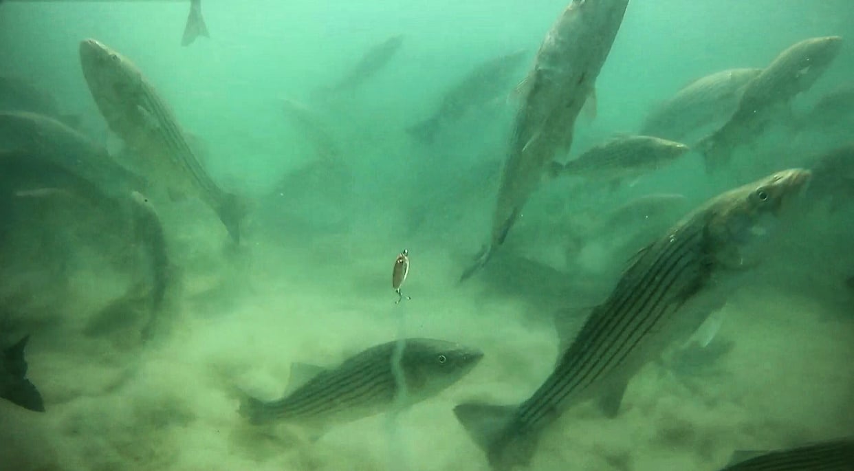 Striped Bass and Sand Eel Feeding Frenzy