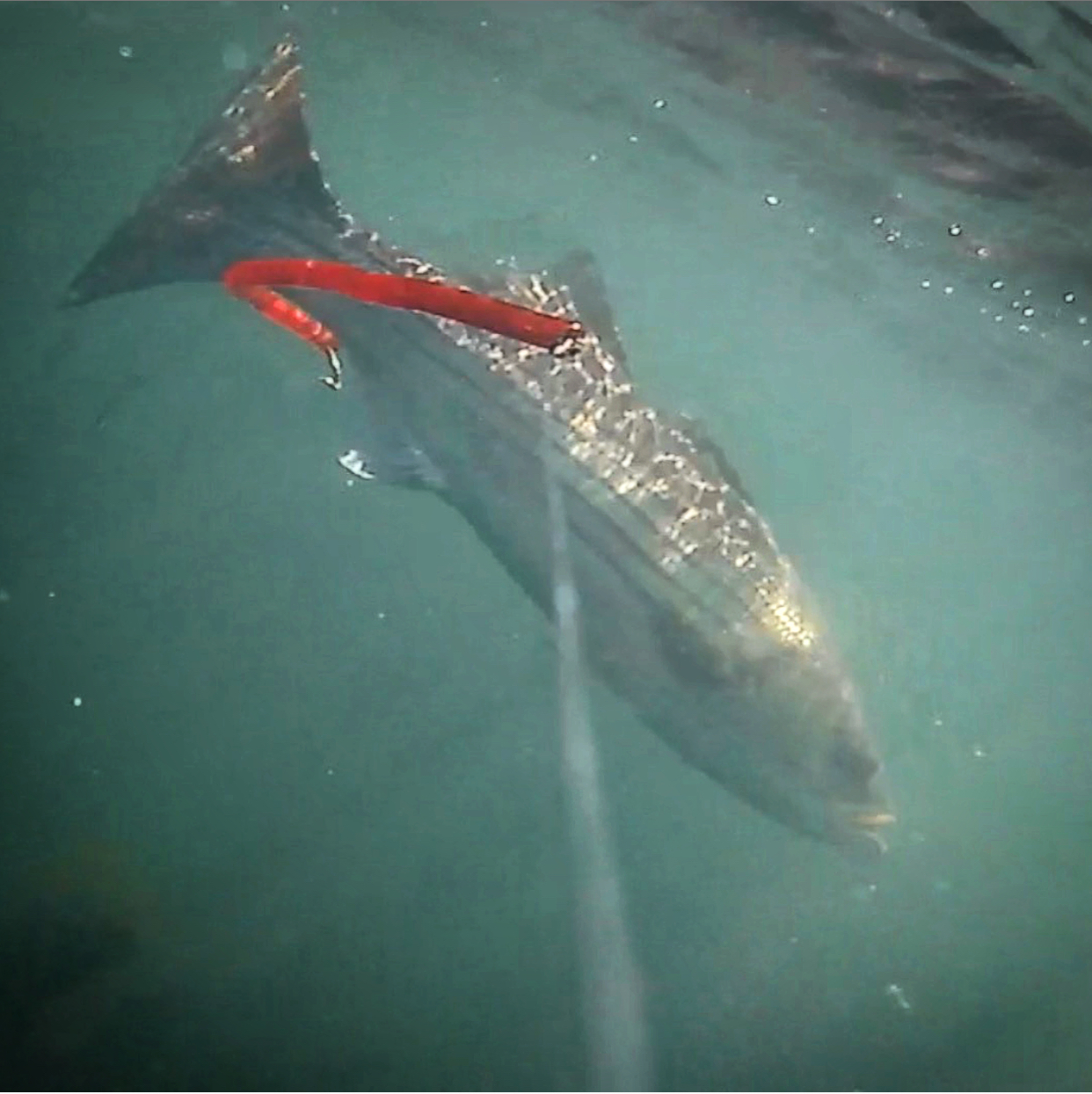 striped bass swimming away from red tube and worm