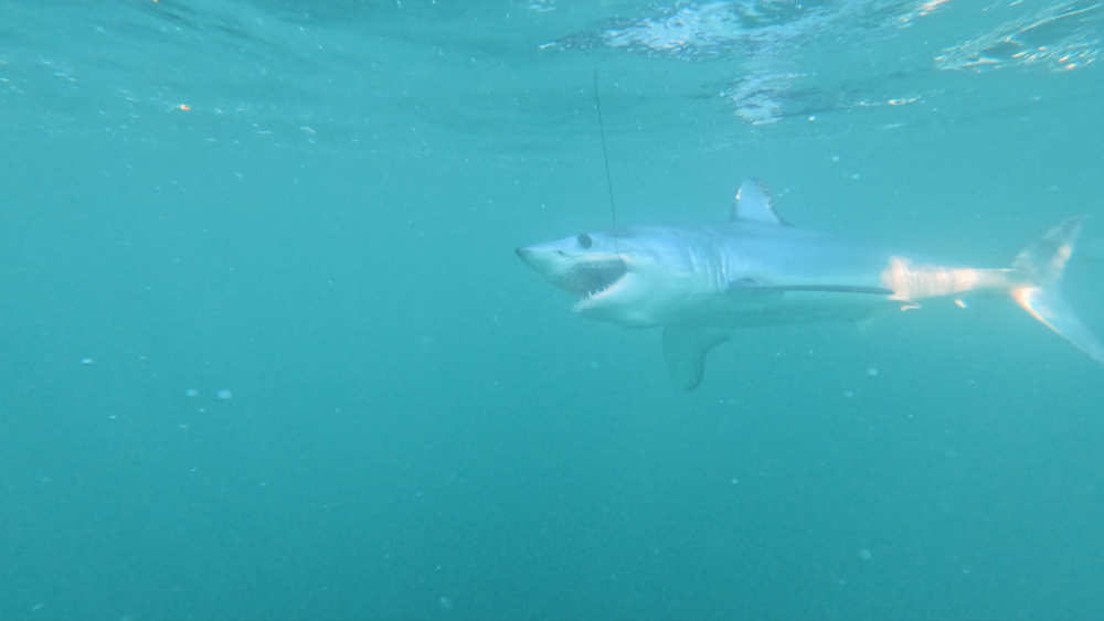 Thresher Shark Fishing - My Fishing Cape Cod