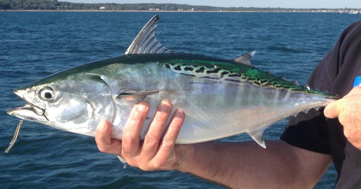 Are You Ready For Albies? - My Fishing Cape Cod