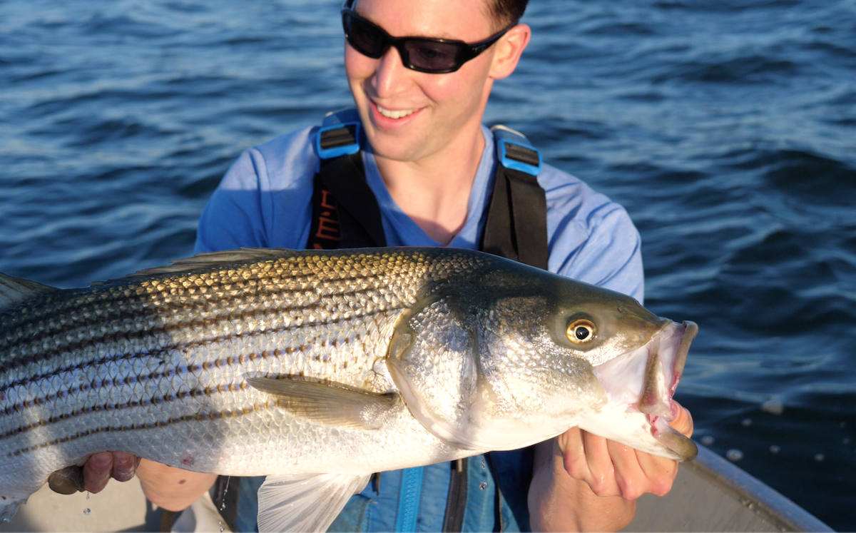 Topwater Striped Bass  Heart-Pounding Doc Footage!