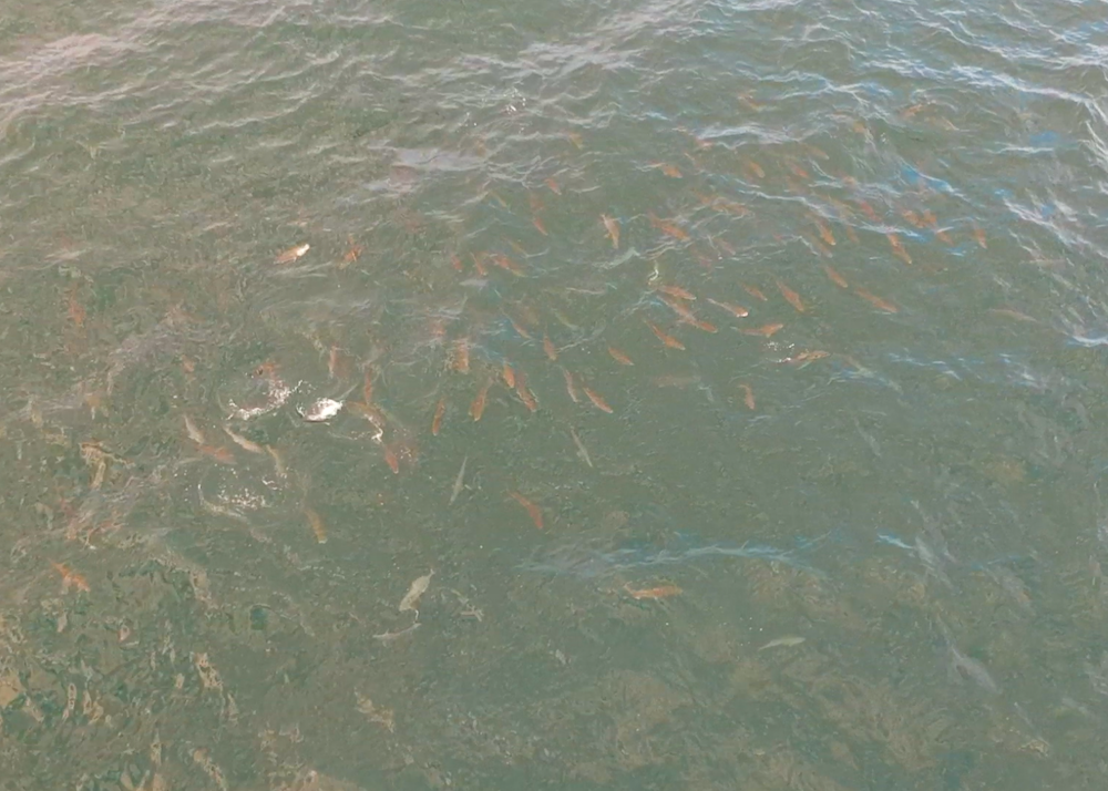 bass and bluefish feeding on peanut bunker drone photo