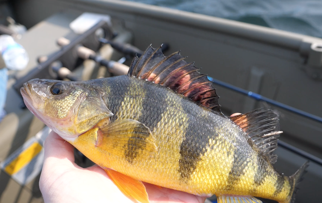 Yellow Perch Fishing - My Fishing Cape Cod