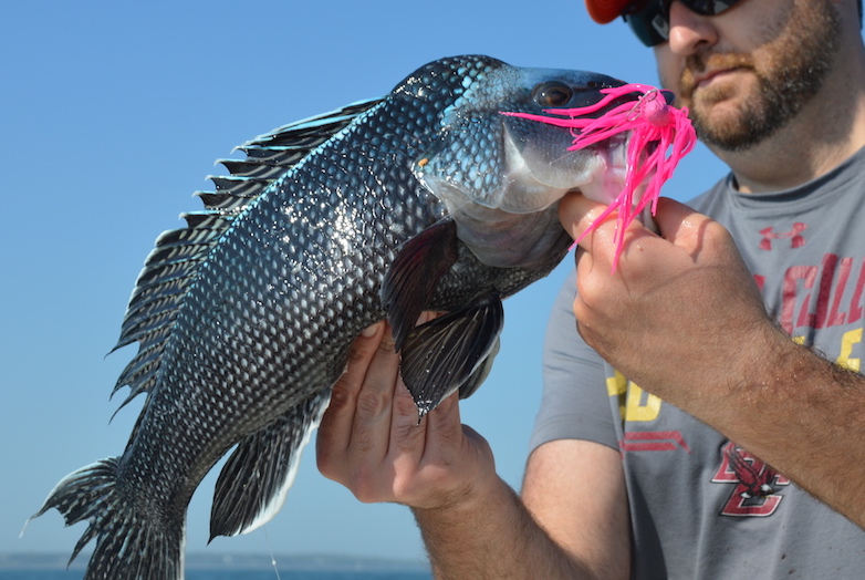 Black Sea Bass & Scup (Porgies) - My Fishing Cape Cod