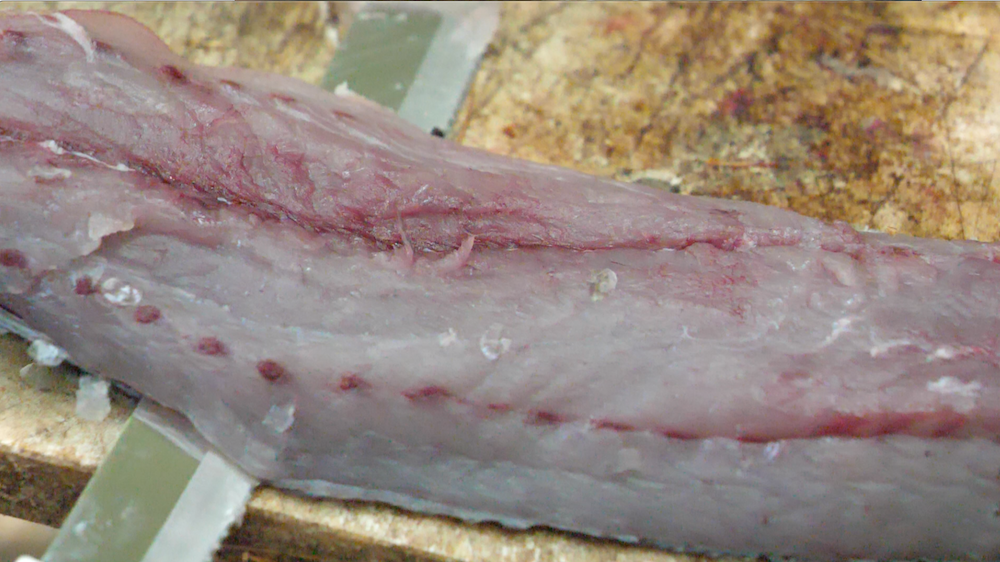 cape cod bluefish fillet