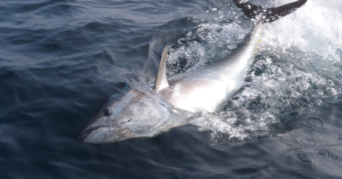 Run and Gun bluefin tuna fishing 10/1/18, Cape Cod, MA 