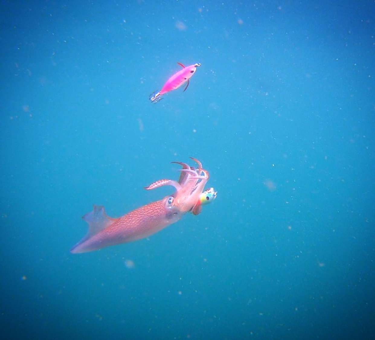https://myfishingcapecod.com/wp-content/uploads/cape-cod-squid-underwater.jpg