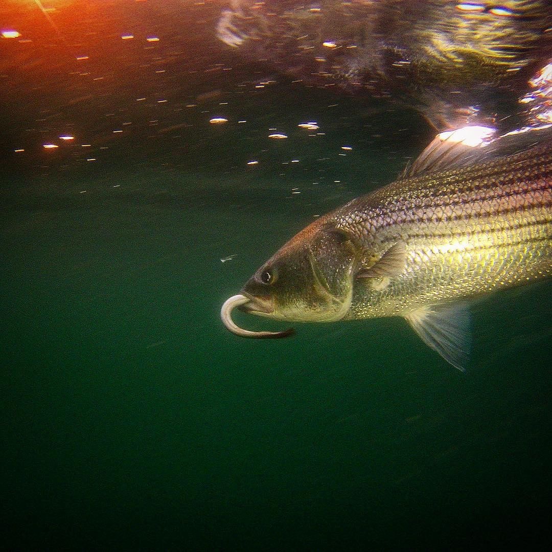 How To 3-Way Live Bait For Trophy Striped Bass On Cape Cod
