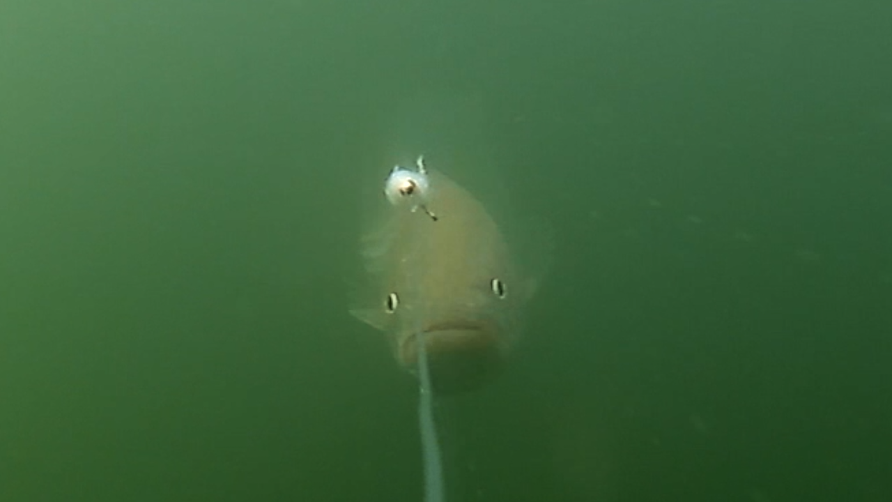 What It's Like To See Striped Bass Chasing & Attacking Flies
