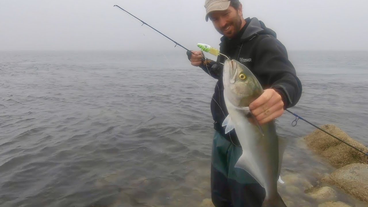 Catching Bluefish on Cape Cod from Shore! - My Fishing Cape Cod