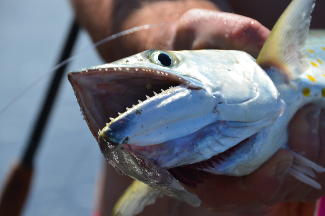 https://myfishingcapecod.com/wp-content/uploads/costa-rica-surf-fishing-for-sierra-and-spanish-mackerel.jpeg