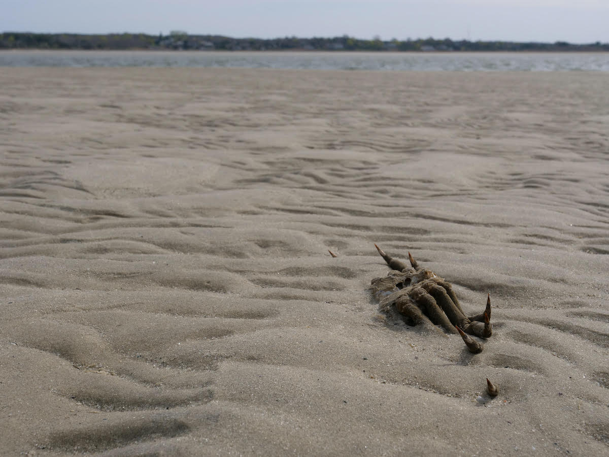dead spider crab