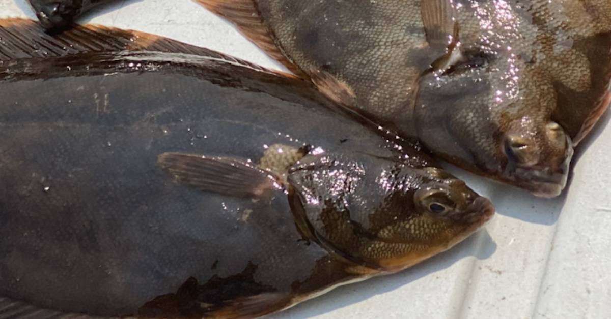 Cape Cod Winter Flounder Fishing 101 - My Fishing Cape Cod