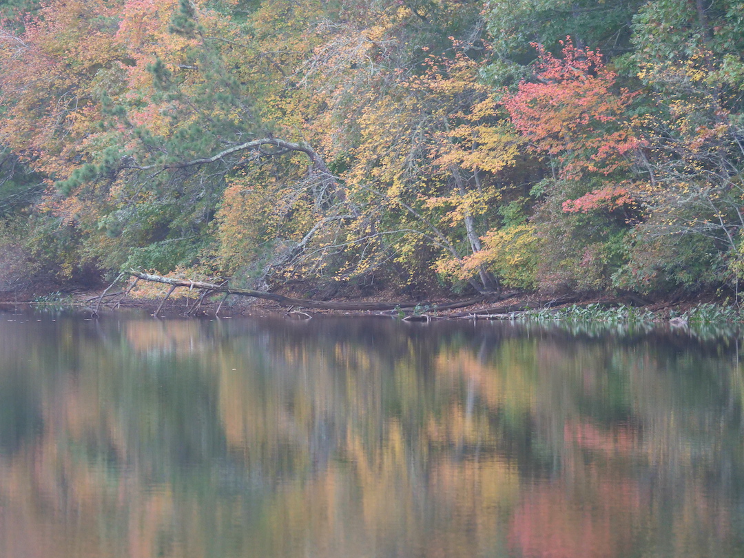 foliage reflecting off the surface of a cape cod pond