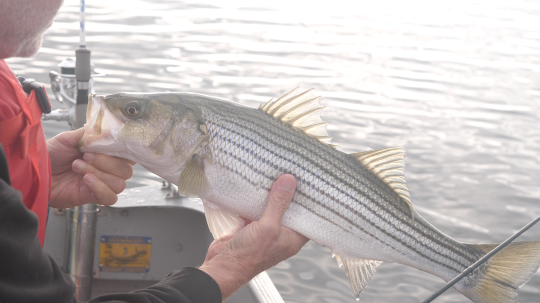 gorgeous striped bass in the sunlight