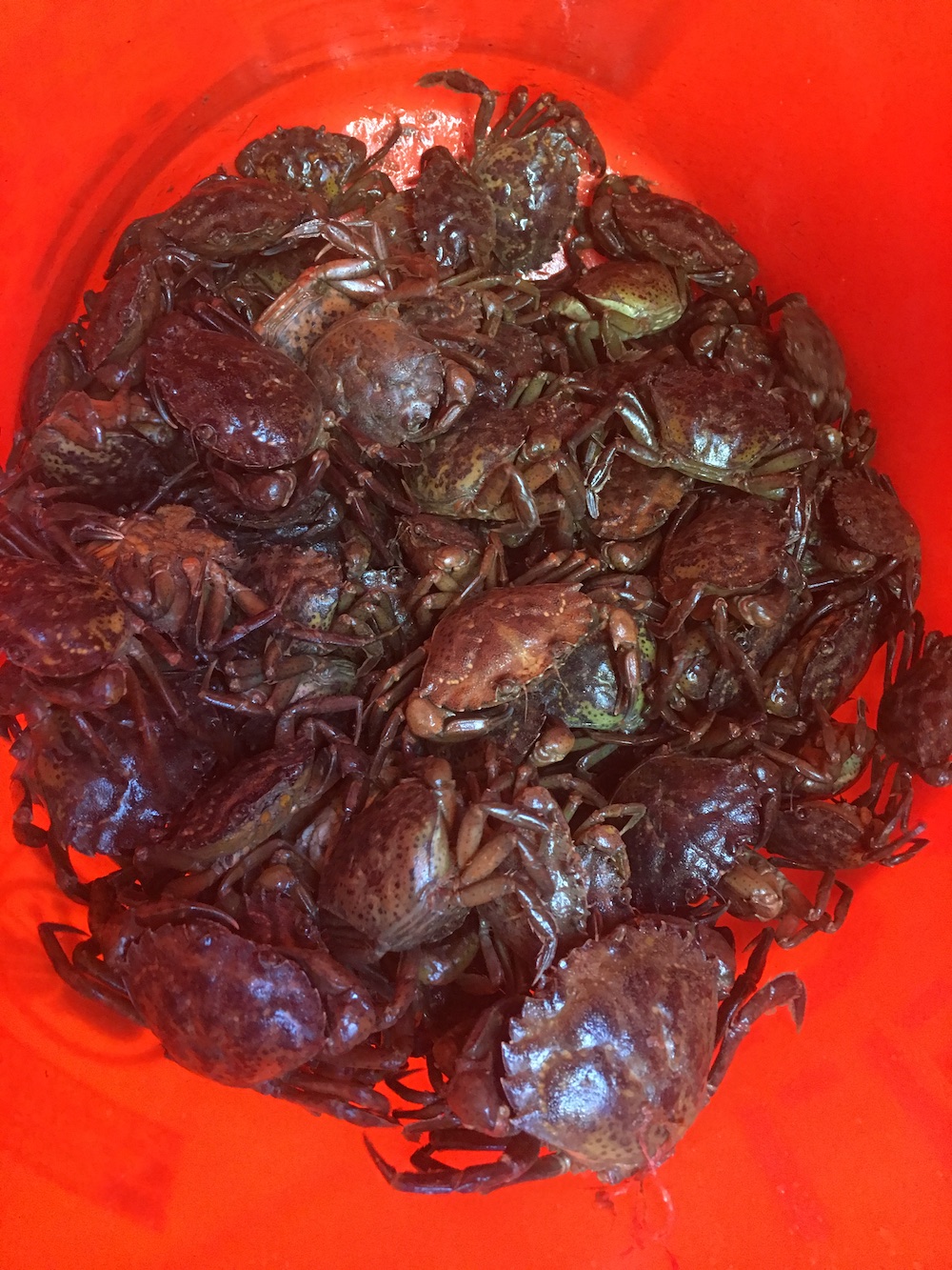 green crabs in bucket