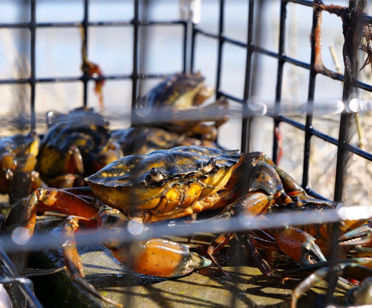 How To Catch Green Crabs For Bait - My Fishing Cape Cod