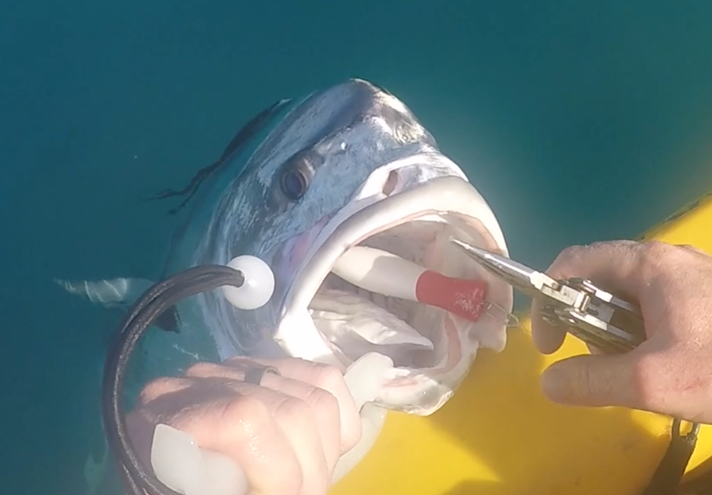 Fishing for GIANT Roosterfish in Costa Rica from the Kayak