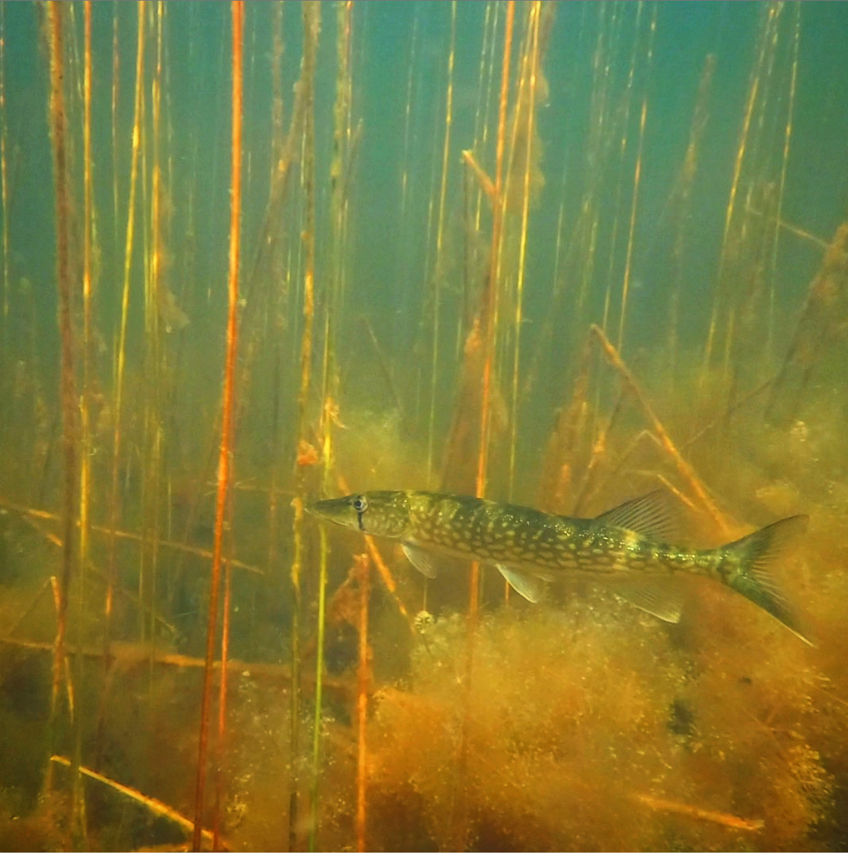 Spring bass and a chain pickerel after work - all on the beetle spin 