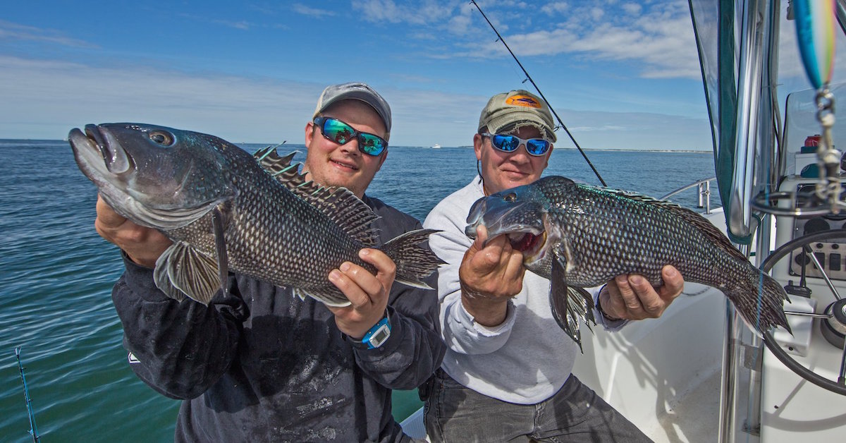 How To Catch Black Sea Bass In Nantucket Sound - My Fishing Cape Cod