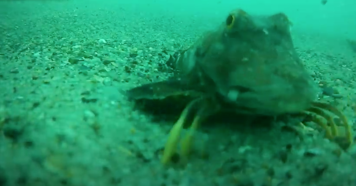 How To Hook Live Shrimp For Fishing, Underwater Footage Shows The