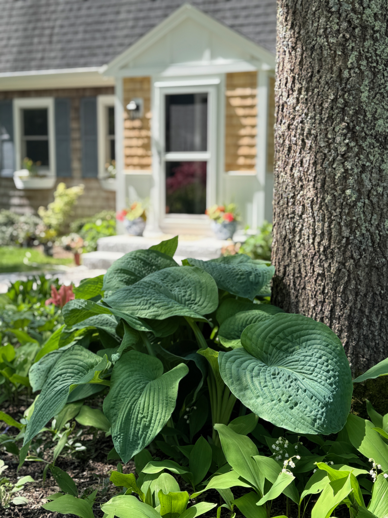 spring hosta