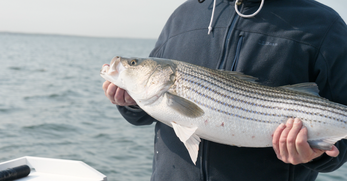 Trolling Tinker Macks for Striped Bass - My Fishing Cape Cod