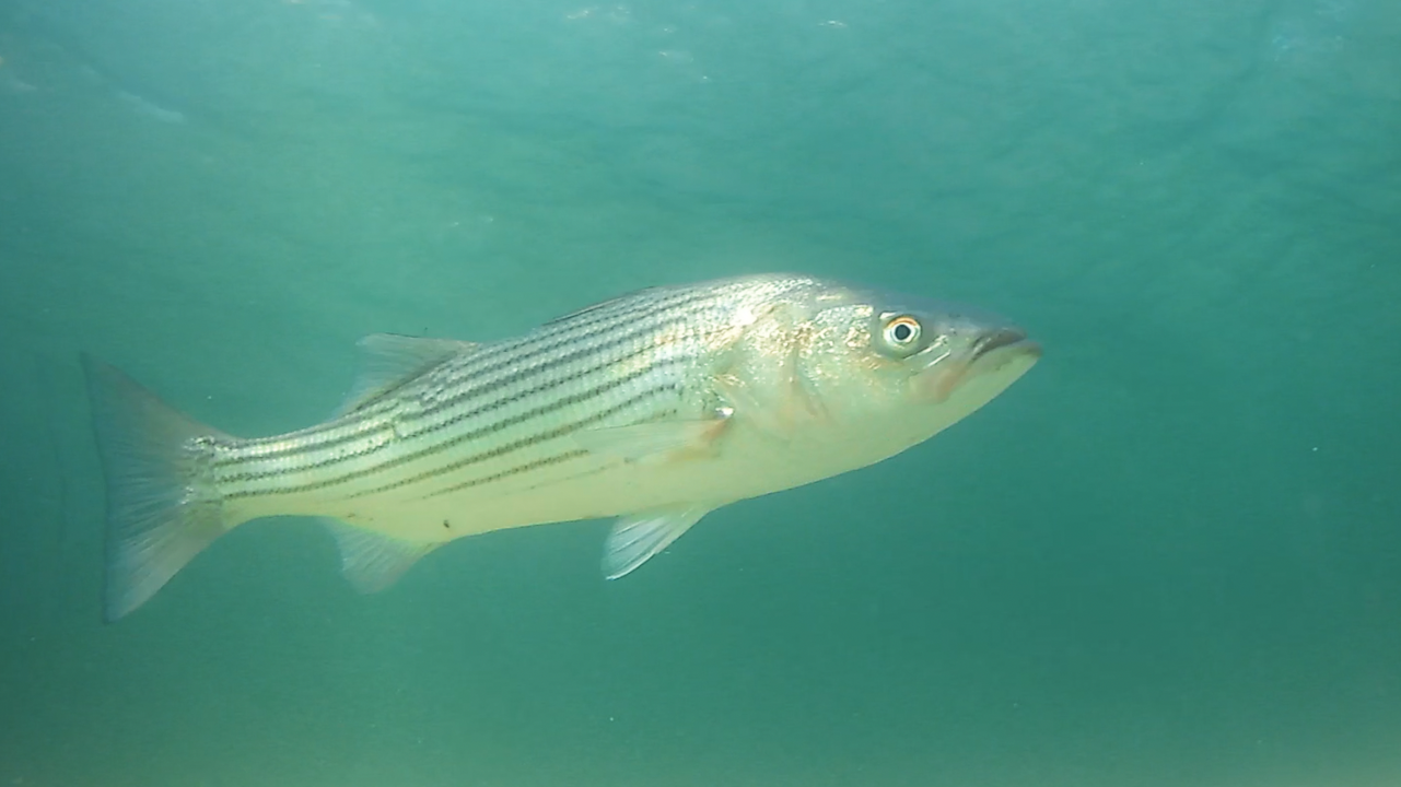 10 Ways To Catch A Cow Striper On The Tube & Worm